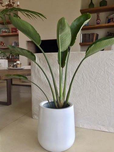 Deco Nórdica Maceta Gota + Planta Strelitzia Alocasia Living Balcon Ofic 1