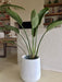 Deco Nórdica Maceta Gota + Planta Strelitzia Alocasia Living Balcon Ofic 1