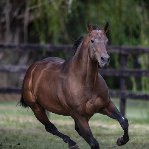 Equidiet Senior Feed 25kg - Alimento Para Caballos Adultos 3