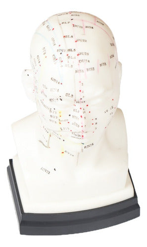 Modelo Acupuntura Cabeza Puntos Y Meridianos 3