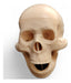 Adult Human Skull 1:2 Scale with Articulated Mandible 2