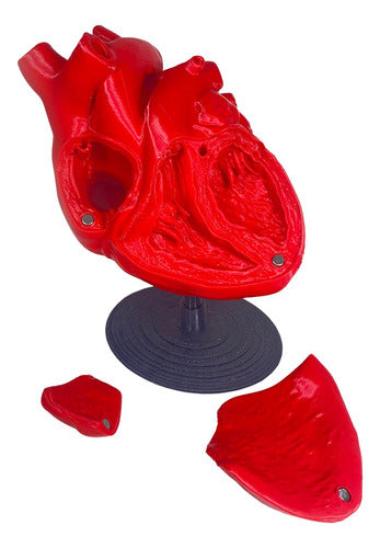 Mundo Med Corazón Anatomia 3D Con Imanes 0