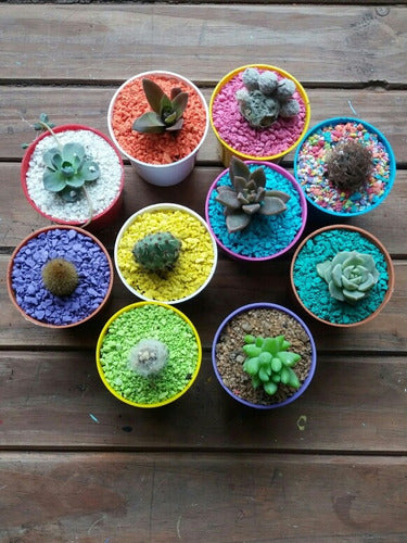 Mini Cactus Y Suculentas - Souvenirs 1