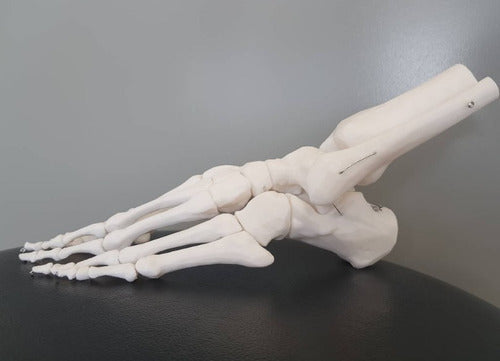 JMC 3D Anatomical Articulated Foot Model for Medical Study 1