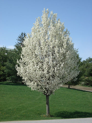 Peral De Flor - Pyrus Calleriana Chanticleer - Cañuelas 2