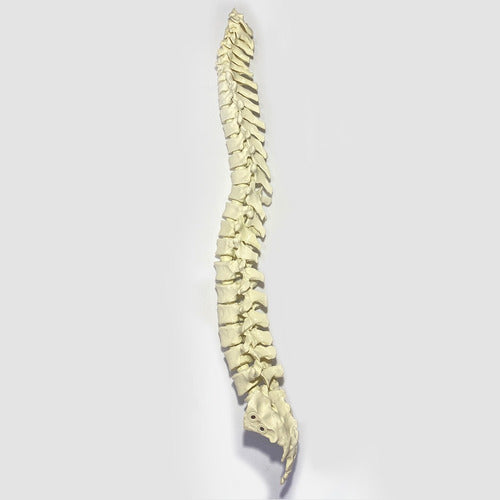 3D Printed Articulated Spine Model - Full Size 0