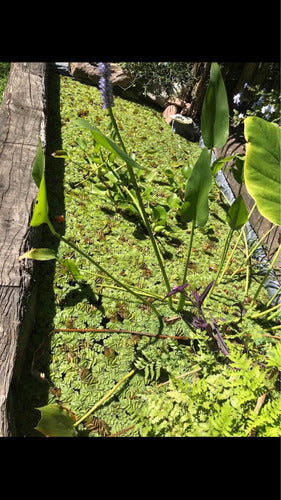 Floating Aquatic Plants 7