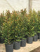 Natural Plants Live Hedges Eugenias X10 Units In 3L 5