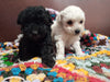 Miniature Poodle Puppy 3