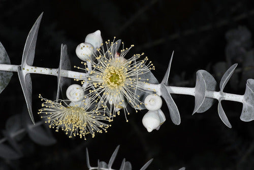 Semillas De Eucalipto Cinerea (eucalyiptus Cinerea) 5