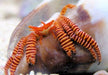 Invertebrado Marino - Ciliopagurus Strigatus 0