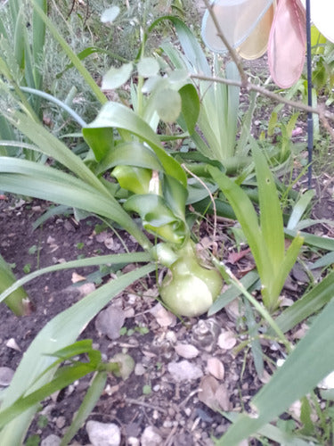 Lucky Onion Plant (Ornithogalum Caudatum) Giant Bulb 4