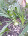 Lucky Onion Plant (Ornithogalum Caudatum) Giant Bulb 4