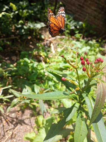 Combo X 5 Plantas Alimentan Mariposas Y Colibríes 3