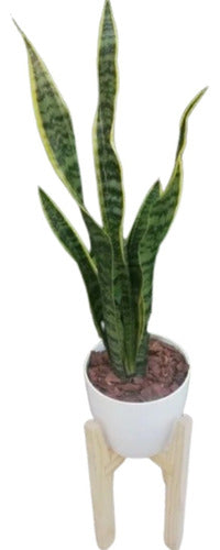 Sansevieria Espada De San Jorge + Maceta + Pie Nordico 0