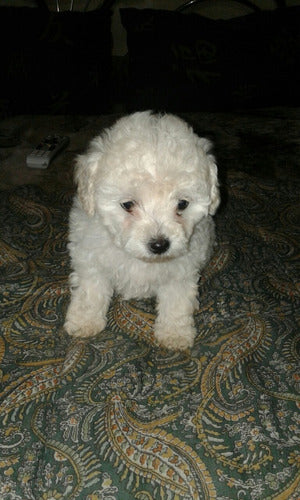 Caniche Mini Toy 50dias 3