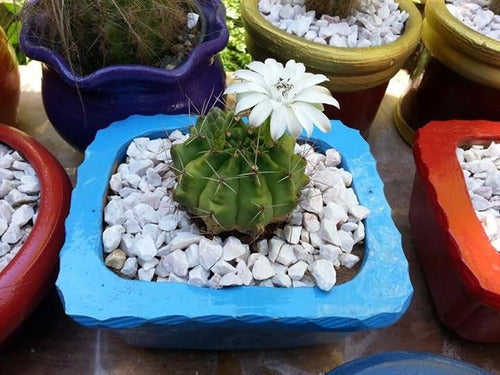 10k Piedras Blancas Pequeñas Ideal Decoracion De Tunas Bolsa 1