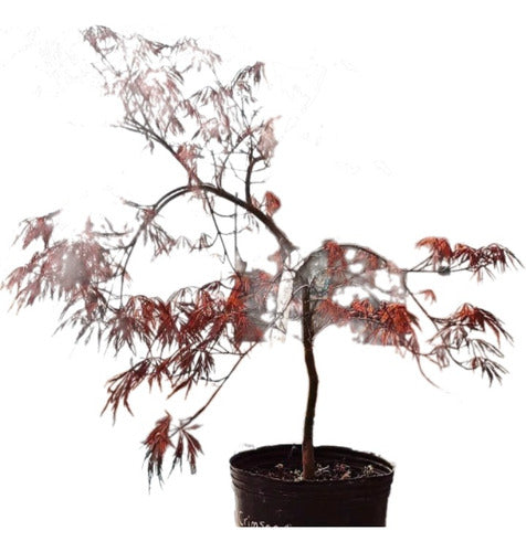 Acer Palmatum Dissectum Atropurpureum, Crimson Queen 10lts 0