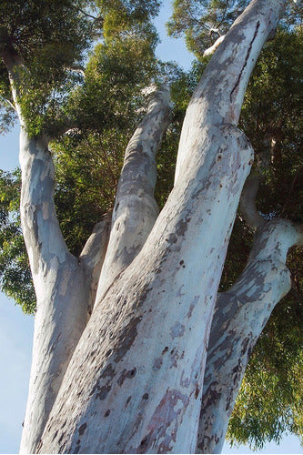 Eucalyptus Para Forestaciones ! Precios Por Mayor 1