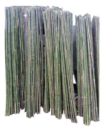 Natural Bamboo Canes Pack of 10, 1.0m Each 0