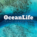 Oceanlife Pez Marino - Dascyllus Melanurus - Damisela 4 Bandas 1