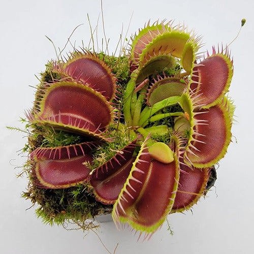 Dionaea: Venus Flytrap - Carnivorous Plants 0