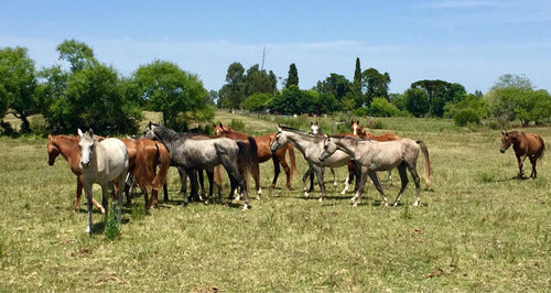 Yaguas Árabes Y Padrillos 5