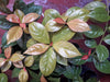 Pereskia Aculeata Godseffiana Planta 1