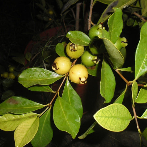 Arazá Amarillo Psidium  Cattleianum Árbol Frutal Nativo 1