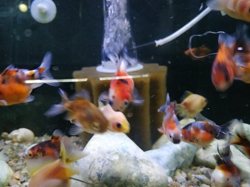 Acuario Aquariumba: Combo Peces De Agua Fría 3