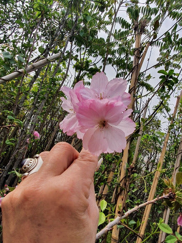 Cerezo Sakura Japonés 2.20m De 5 Años Z/floresta 4