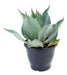 Agave Planta 0