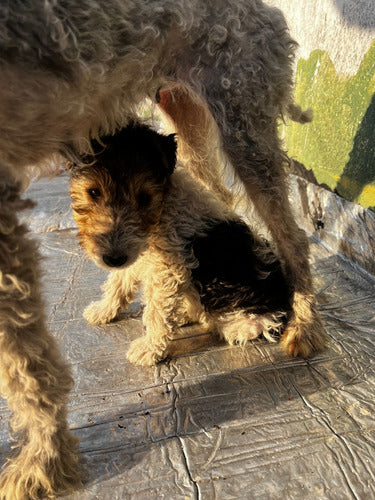 Fox Terrier Puppies Excellent Genetics Deposit 1