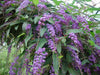 Hardenbergia Violácea , Trepadora Flores Violetas ! 4