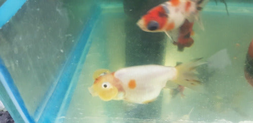 Bubble Fish 4