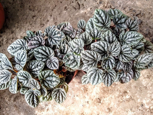 Peperomia Caperata Silver - Planta Interior - Maceta N°12 1