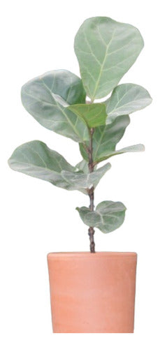 Planta Interior Ficus Lyrata 0