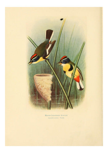 Pájaro Sietecolores - Aves Del Uruguay 1920 - Lámina 45x30cm 0