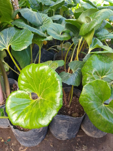 Senecio Kampferi - Boina De Vasco  - Maceta 3 Lts 0