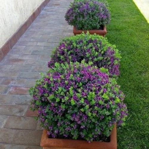 Polygala Myrtifolia  Little Bibi 4