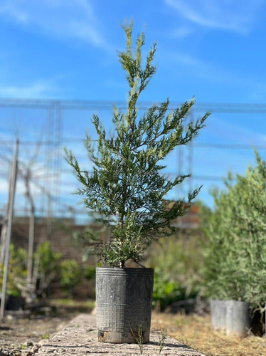 Leylandii Pine Live Hedge Nursery Wholesaler Cypress X4 4