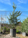 Leylandii Pine Live Hedge Nursery Wholesaler Cypress X4 4