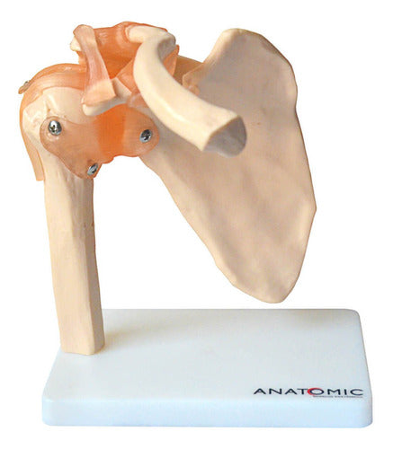 Articulação Do Ombro Com Ligamentos Anatomia Humana 1