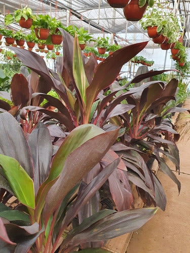 Dracena Rubra , Gigantes 2