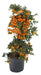 Crataegus ( Pyracantha Coccinea) 0