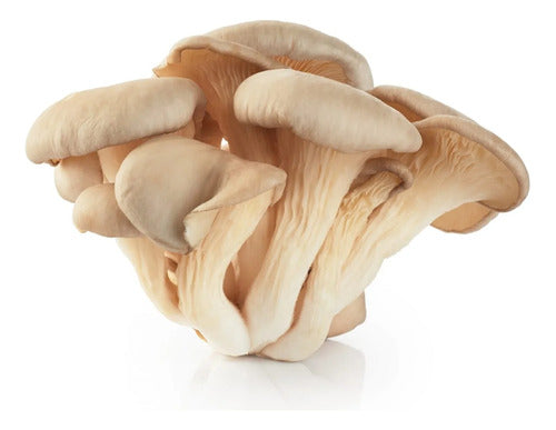 GirgolaSara Fresh Oyster Mushrooms X Kg. Shipments to CABA 0