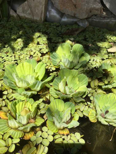 Floating Aquatic Plants 2