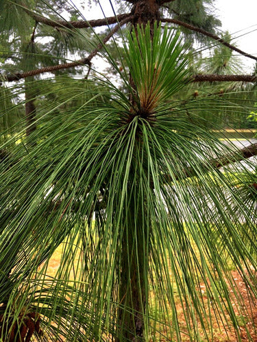 Semillas De Pino De Virginia (pinus Virginiana) 4