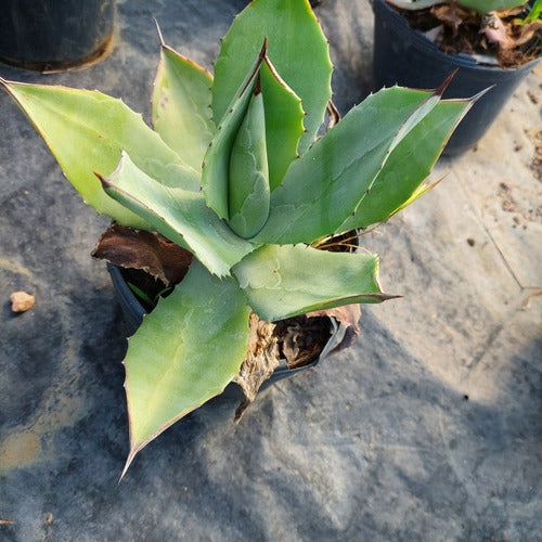 Agave Planta 1