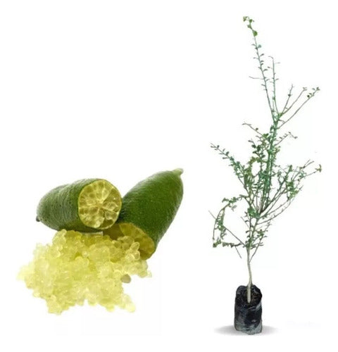 La Huertina Garden: Citrus Caviar Plant - Finger Lime - Grafted 0